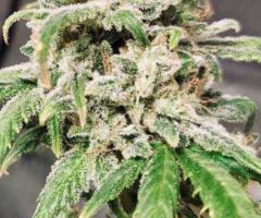 Premium Sativa-Samen: Widow / Cinderella Kush (THC: ~32% | CBD: ~1%)